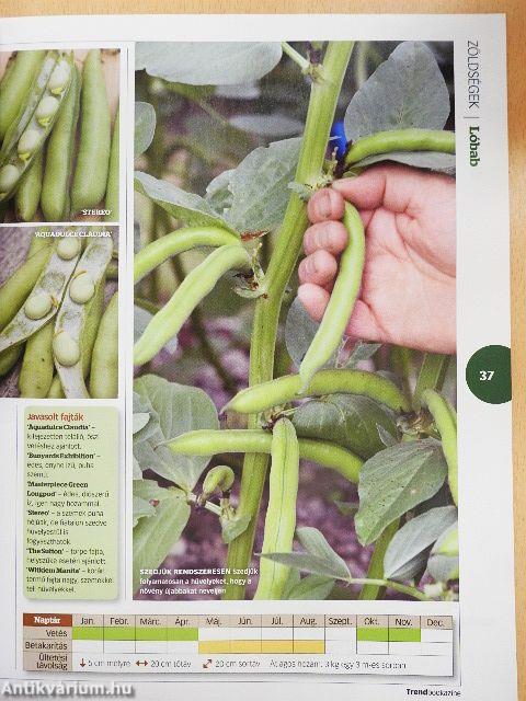 Saját veteményeskert 2020/1.