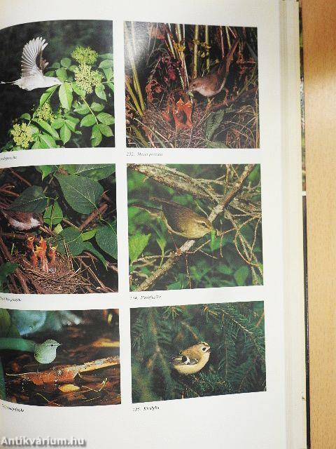 Magyarország fészkelő madarai