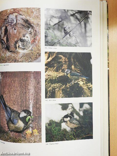 Magyarország fészkelő madarai