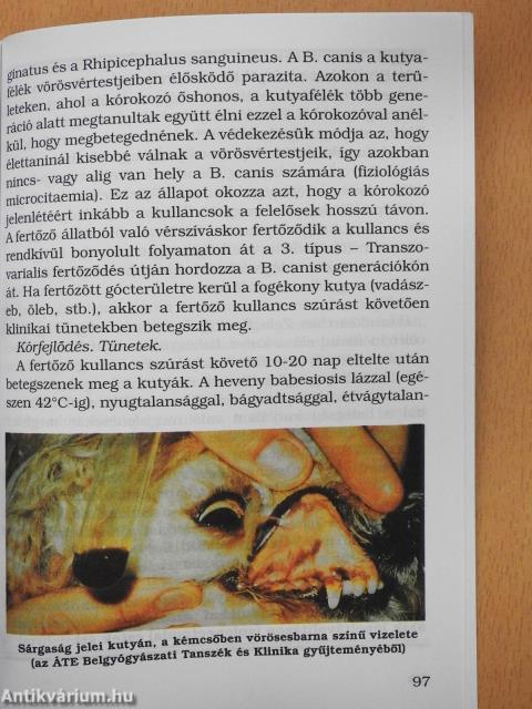 Kullancs (dedikált példány)