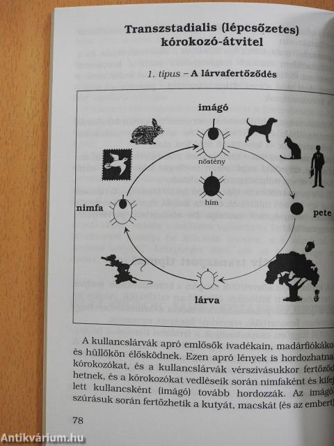 Kullancs (dedikált példány)