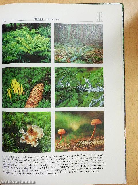 A Kárpát-medence természeti szépségei