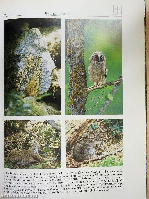 A Kárpát-medence természeti szépségei