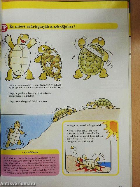 Állatok akcióban