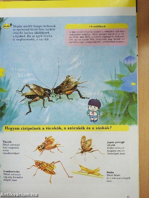 Állatok akcióban