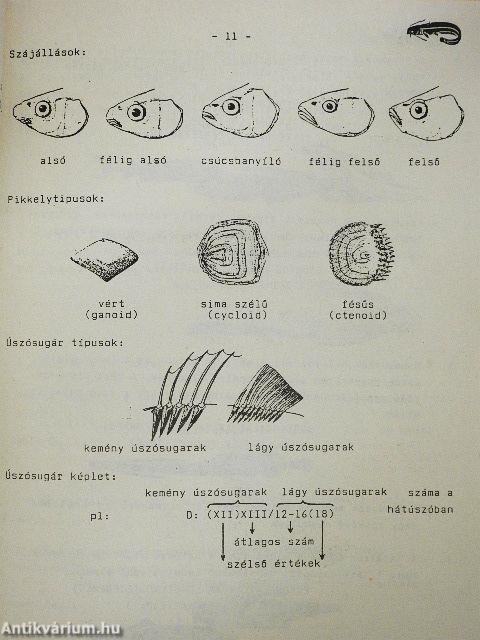 A Magyarországon előforduló halak, kétéltűek és hüllők
