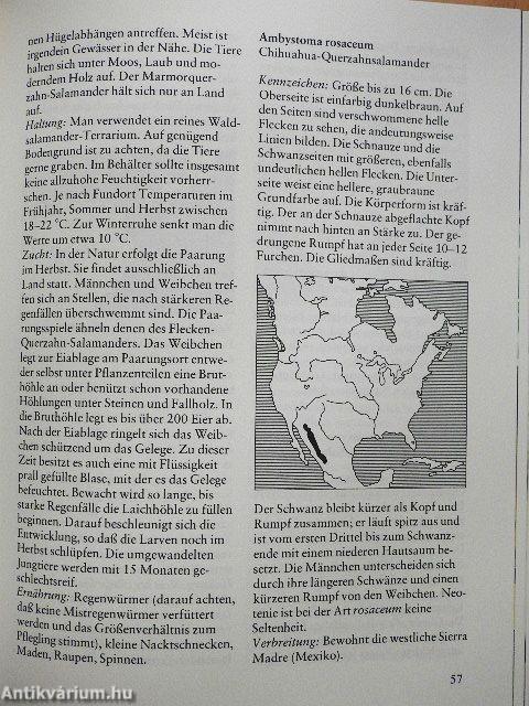 Salamander und Molche