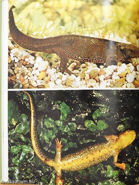 Salamander und Molche