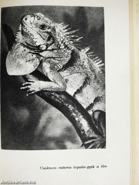 Az őrjöngő Ucayali