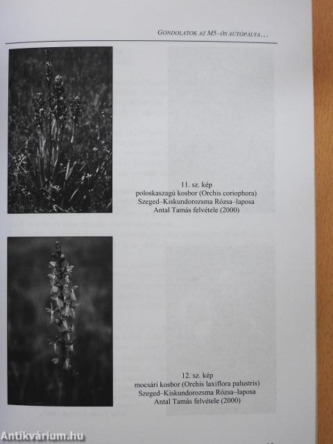 Természettudományi tanulmányok 4. (dedikált példány)