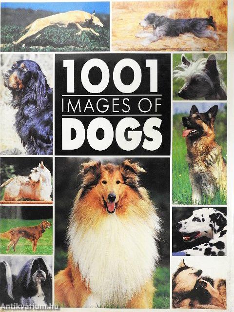 1001 images of dogs