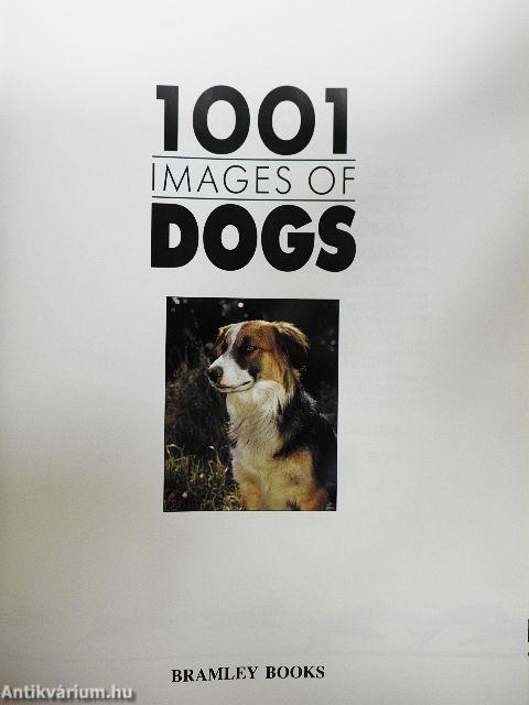 1001 images of dogs