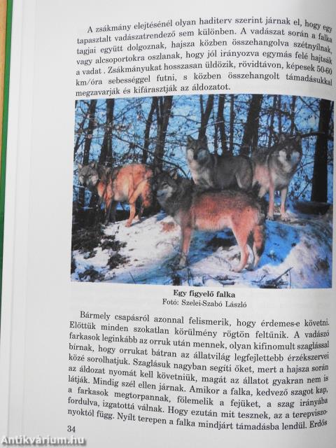 Farkasaink (dedikált példány)