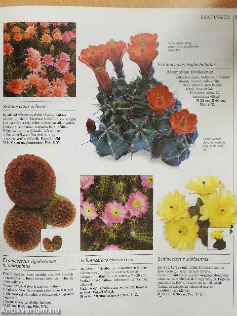 Kaktuszok és pozsgások