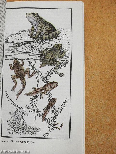 Metamorfózisok az állatvilágban