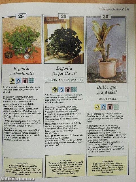 200 kedvelt szobanövény termesztése és ápolása
