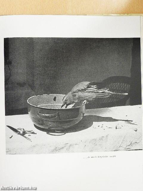 Ágrólszakadt jóbarátok