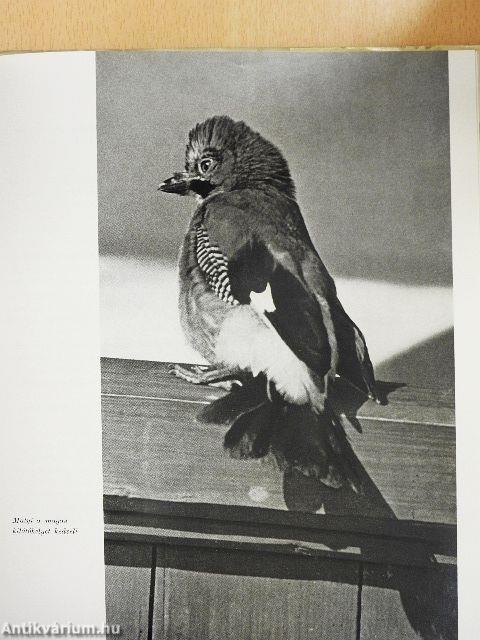 Ágrólszakadt jóbarátok