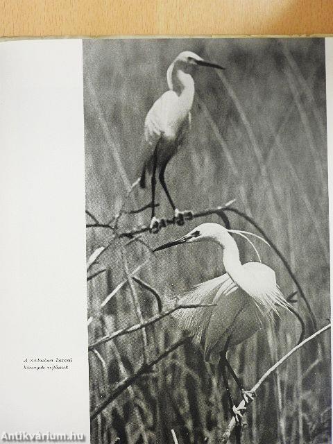 Ágrólszakadt jóbarátok