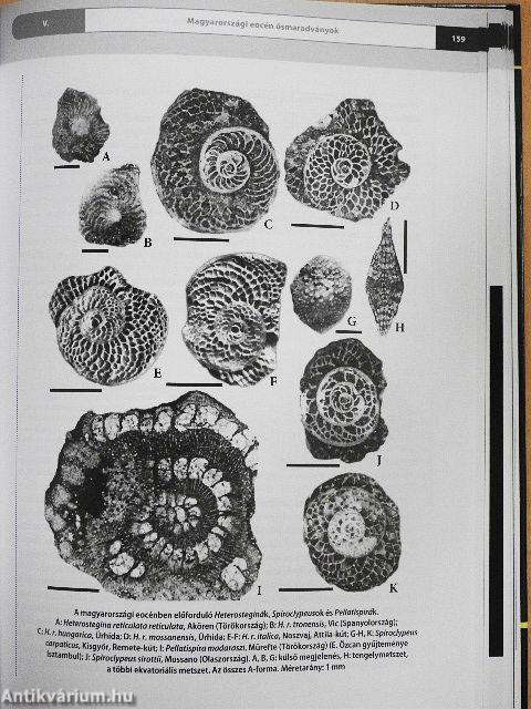 Eocén élővilág a Kárpát-medencében