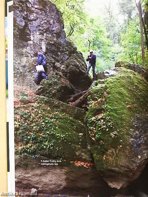 Eocén élővilág a Kárpát-medencében