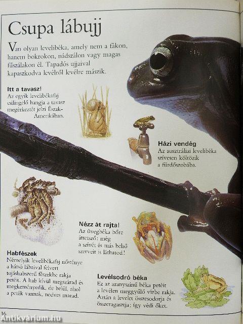 Csudálatos békák
