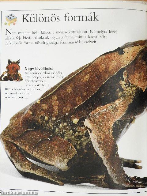 Csudálatos békák