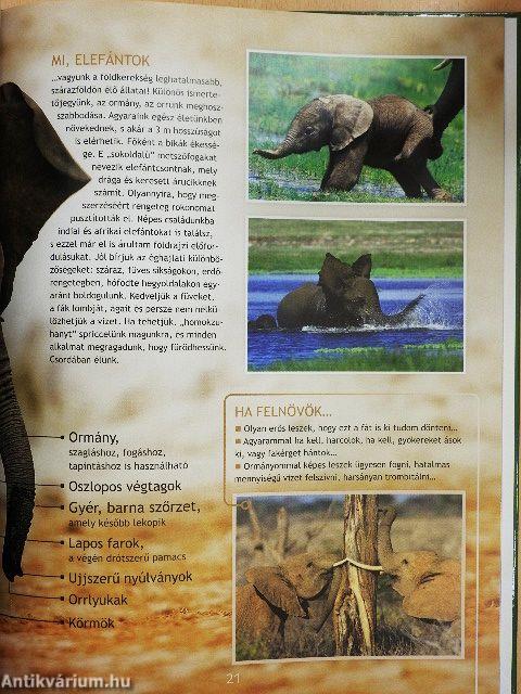 Kölykök és fiókák