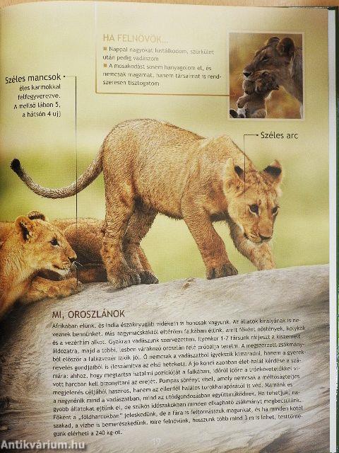 Kölykök és fiókák