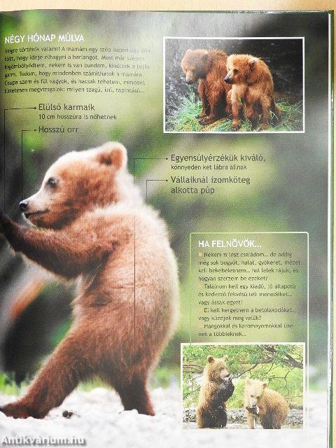 Kölykök és fiókák