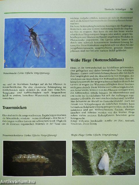 Das große Handbuch der Zimmerpflanzer