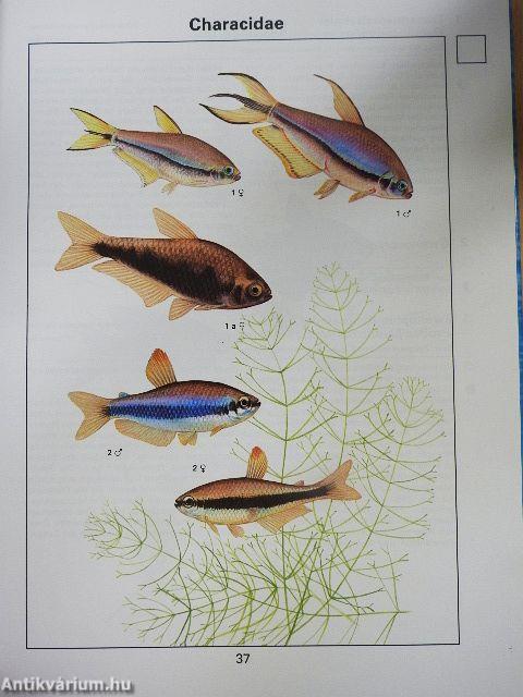 Das Grosse Naturlexikon - Aquarienfische