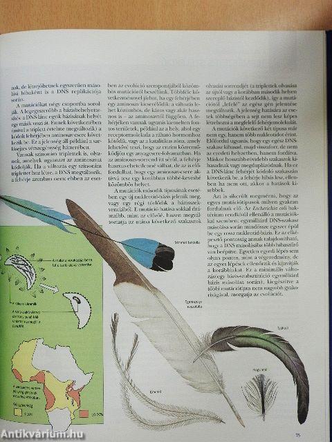 Evolúció