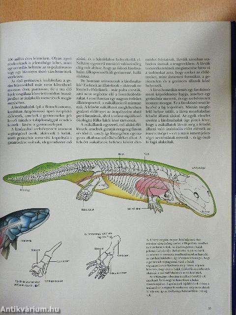 Evolúció