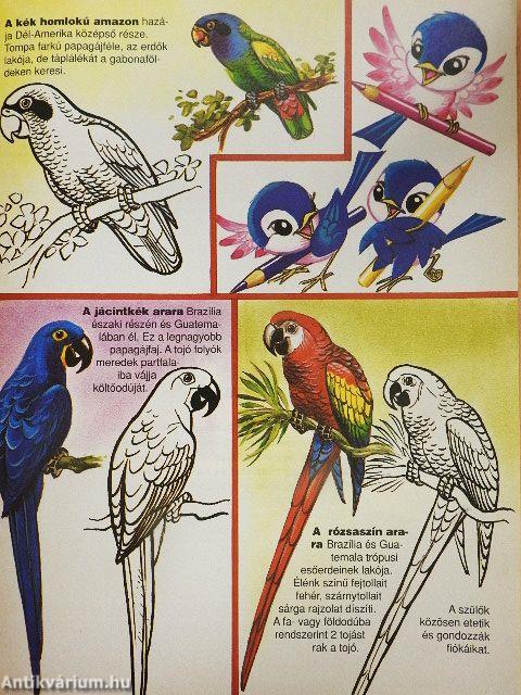 Buci Maci 1998. augusztus