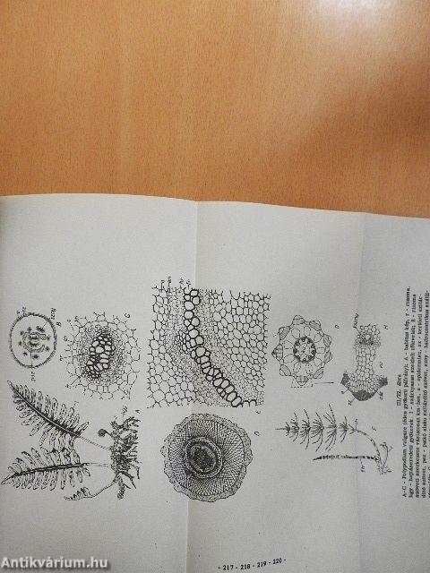 Növényszervezettan