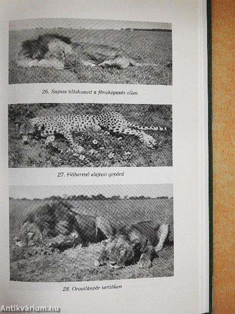 Afrikai tábortüzek