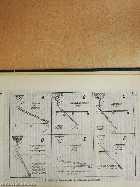 A klinikai haematologia alapvonalai