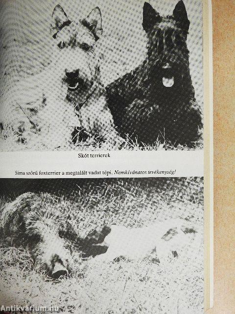 Tacskók és terrierek