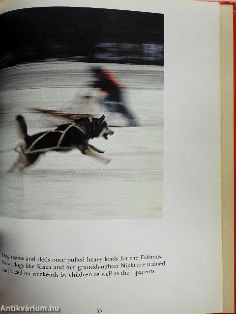 Dogs Working for People