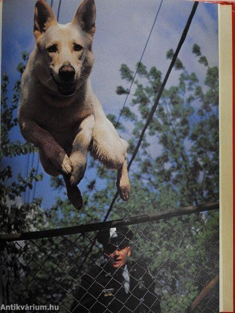 Dogs Working for People