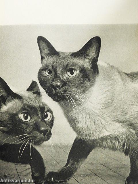 Cats