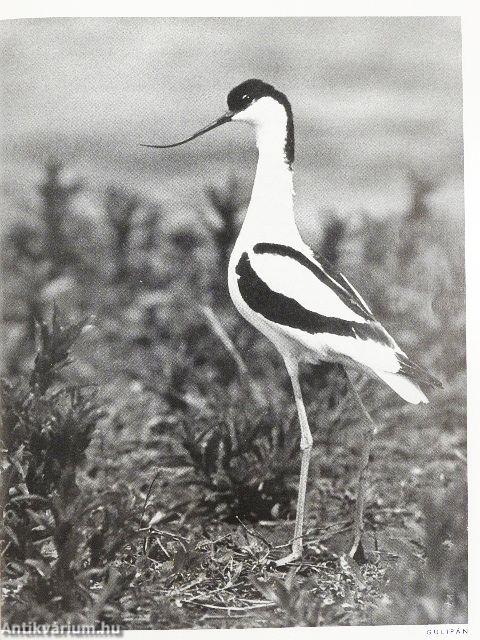 Fotó 1981. (nem teljes évfolyam)