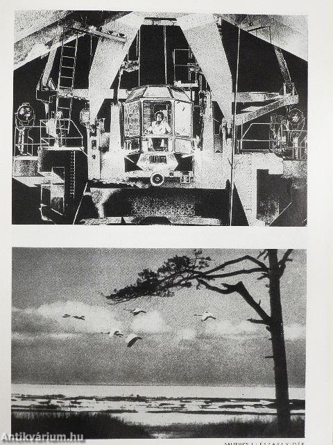 Fotó 1981. (nem teljes évfolyam)