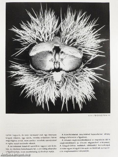 Fotó 1981. (nem teljes évfolyam)