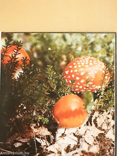 Mehr als drei Wünsche