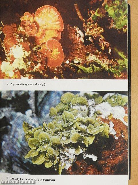 Das große Bilderlexikon der Pflanzen