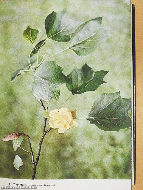 Das große Bilderlexikon der Pflanzen