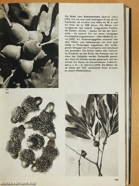 Das große Bilderlexikon der Pflanzen