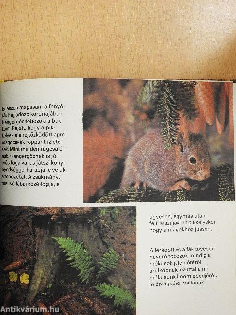 Sok szerencsét, Hengergőc!